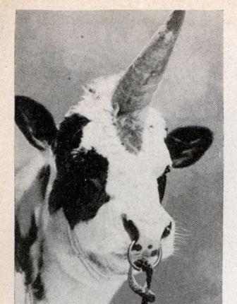 Illustration for article titled The (Un-)Natural History of Man-Made Unicorns